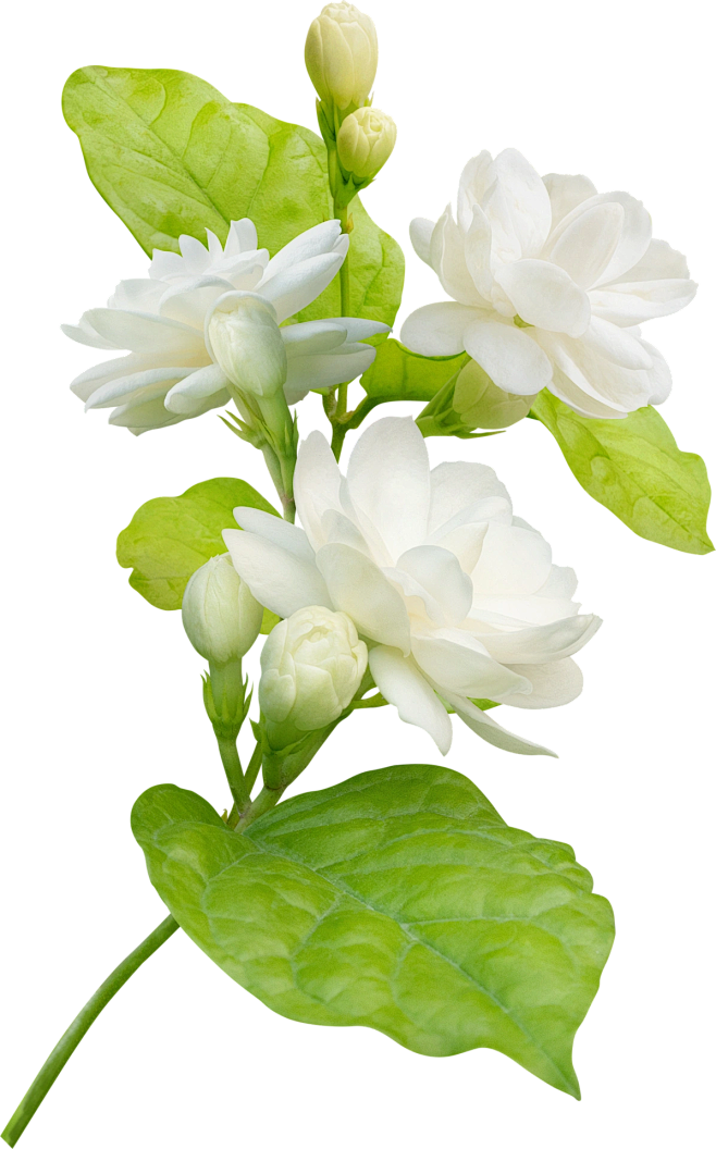 栀子花Gardenia