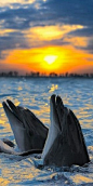 Dolphins playing at the sunset