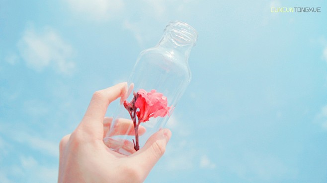 #清新# #花# #静物#