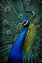 ✮ Peacock---- LOVE peacocks: 