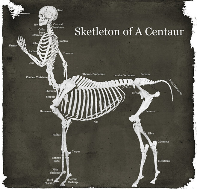 Centaur Skeleton by ...