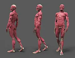 原画动漫人物人体结构解剖，肌肉骨骼躯干动…考素材 (133)
