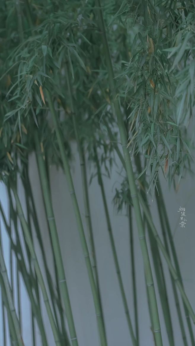 青竹