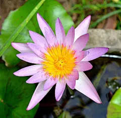 莲花, 花, 厂, 性质, 白, 紫色, 粉红色的花, 莲花白, 睡莲, 壁纸, 博禁令, 莲花湖, 白莲花。