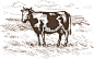 母牛,食草,草地,品牌名称,牛肉,牛,草图,地形,不完全的,绘制