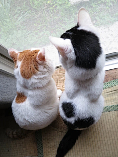 一对大王采集到猫猫狗狗
