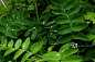 雨季潮湿植物叶片的特写镜头图片素材