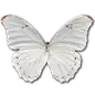 免扣透明素材#图标#蝴蝶标本免抠png