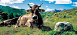 General 1920x862 panoramas animals mountains cows