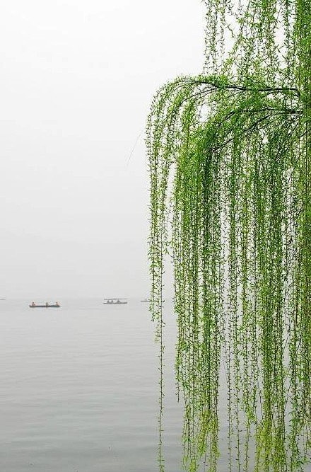草长莺飞二月天拂堤杨柳醉春烟