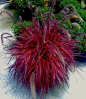 Pennisetum Rubrum "Fireworks" Looks like something from a Dr Suess book! Pennisetum Rubrum is my favorite grass, I wish it was a perennial around here, I'll have to remember to get some for around he house this year.: 