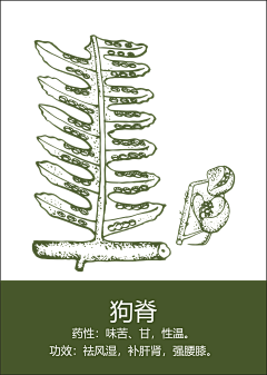 轻黛采集到手绘/线稿/线条（水果药材食物茶）