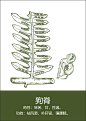 中药材插画