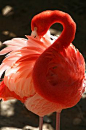 Amazing wildlife - Flamingo photo #flamingos