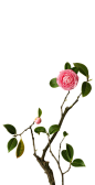 茶花