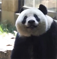 张小偲采集到视觉 # 【动物世界】