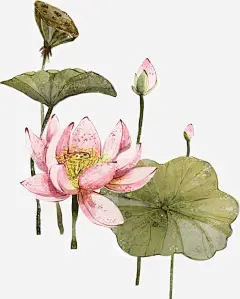 盛夏的荷塘_新图网 https://ixintu.com 盛夏 荷塘 荷花 荷叶 莲蓬