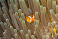 This is my House - Clownfish