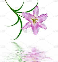 自然美,垂直画幅,美,贺卡,复活节,夏天,生日,特写,百合花,俄罗斯