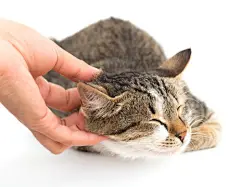 点击来源直接获取大图文件 |白背景上的鼬猫