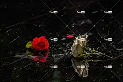 玫瑰 白色的 花卉背景 美丽的花朵 花卉 花壁纸 玫瑰花 自然