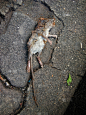 小死老鼠