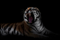 Sue Demetriou在 500px 上的照片Tiger on Black