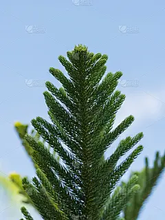 新鲜南洋杉科绿叶