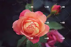 宏 美丽的花朵 花 玫瑰 自然 粉色的 漂亮 花壁纸 盛开