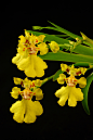 扇叶文心兰（Psygmorchis pusilla）
