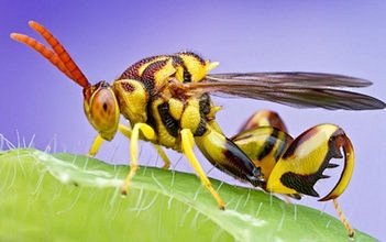 昆虫特写_360图片搜索