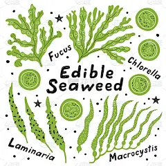 一组可食用的海藻:海带，大囊藻，小球藻和黑角藻。有趣的涂鸦手绘卡通矢量插图与油墨指定。孤立在白色的。