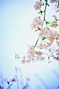 武汉大学, 樱花节, 日本樱花, 垂樱 - 三月樱花抄 - 玛格丽特小姐 - 图虫摄影网