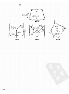 殇舞采集到艺用人体解剖