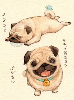 早上汪~憨厚的眼神和摇动的大尾巴。はるかげ