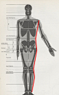  Z字形A：当人体直立时，从正面看，男性肩最宽、腰窄、骨盆又略宽、膝关节又收窄、小腿上部又略宽。这样将它们的侧边缘线连接起来，就形成了这样连续重叠的Z字形。