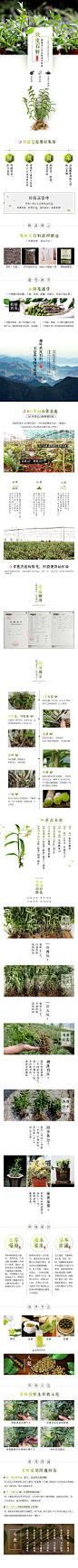 铁皮石斛