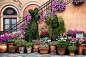 rows of terracotta pots