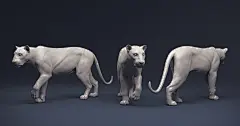 狮子