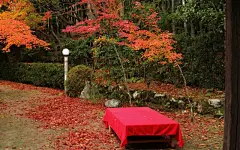 枫叶红叶满地风景桌面高清壁纸桌面壁纸3