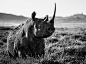 David Yarrow 超现实感的动物黑白摄影 - 生态摄影 - CNU视觉联盟
