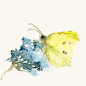 #水彩# Butterfly by Catherina Turk 