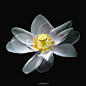 Photograph " White Lotus " by kunang kdev on 500px