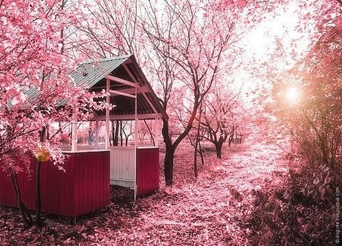 唯美图片：人生的路