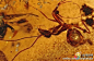 [5000万年前的昆虫琥珀] 远古蚂蚁琥珀考古学家近日在印度西北部地区沉积层中挖掘出的远古琥珀中识别出55大类700多种远古昆虫。这些琥珀为研究5000万年前的昆虫生命形态打开了一扇大门。远古蜘蛛琥珀远古小跑蝇琥珀大约在5000万年前，现在的亚洲次大陆刚刚拼入亚洲大陆，这距离它脱离东非海岸已过了大约1亿年。在长期的孤立漂浮过程中，亚洲次大陆这座巨大孤岛上的生命有足够的时间进化成各种奇异的新物种形态。远古蜜蜂琥珀这些奇异的新物种形态正是研究人员所要重要研究的对象，不过他们所发现......