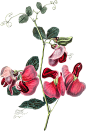 Flora-(26)