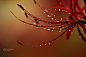 red spider lily by 千翔 （chishou） on 500px
