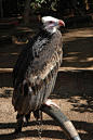 鹰形目·鹰科·白头秃鹫属：白头秃鹫