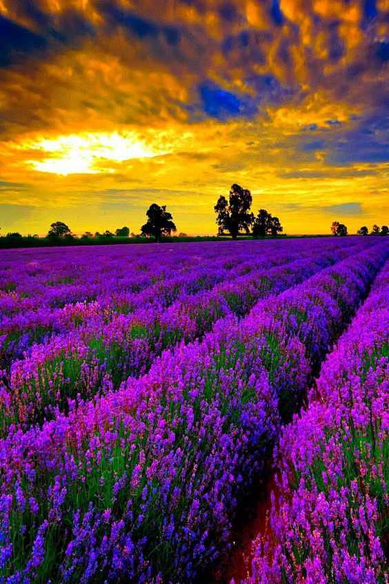 ✯ Beautiful Lavender