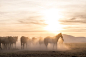 Horses